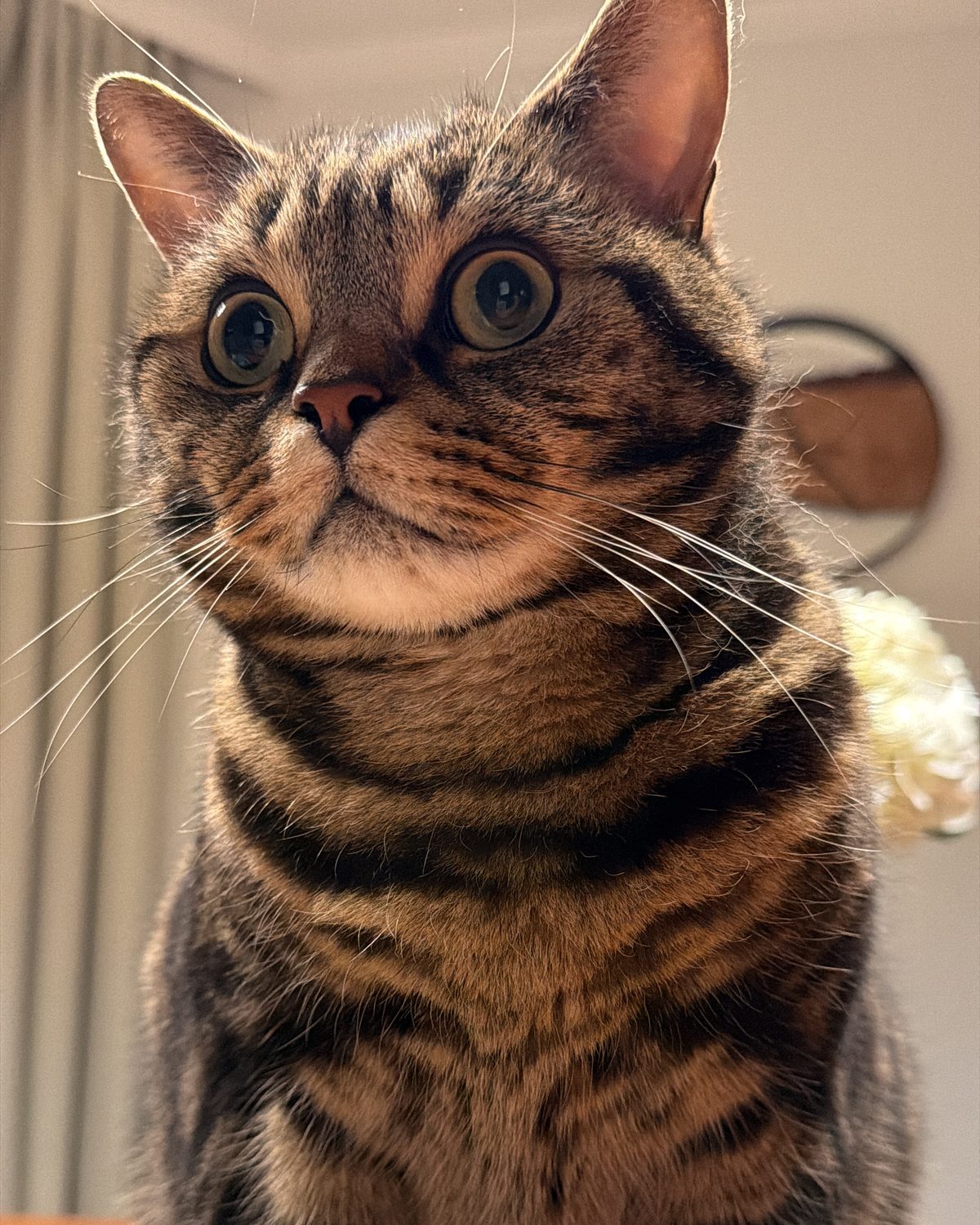 Buba, ein getigerter Kater, schaut mit grossen Augen in die Kamera